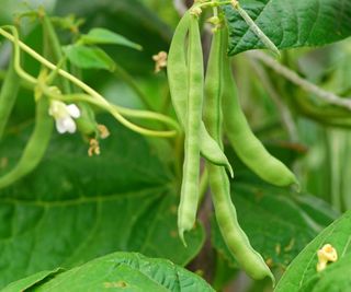 Green beans growing on a plant in the vegetable garden