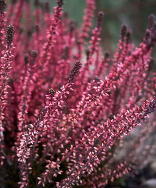 colorful flowers of calluna vulgaris, also known as heather