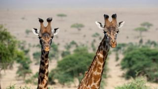 two giraffes with just their heads and necks sticking out of some bushes