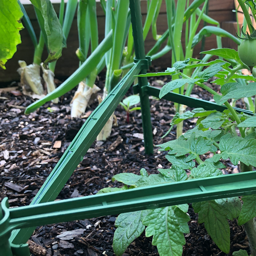 Tomato seedling in a cage