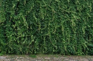 A wall of English ivy