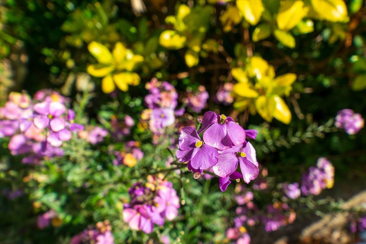 Laowa 15mm f/4.5 0.5x Macro example shot
