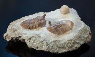 Fossil of a pair of trilobites