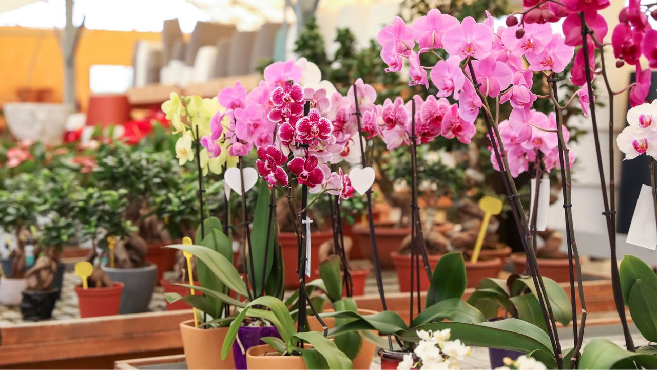 Various Orchids for Sale at Garden Center