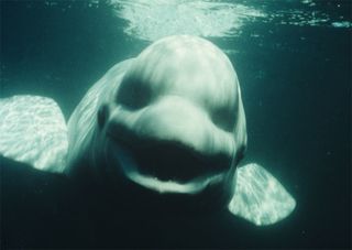 beluga whale animal gif