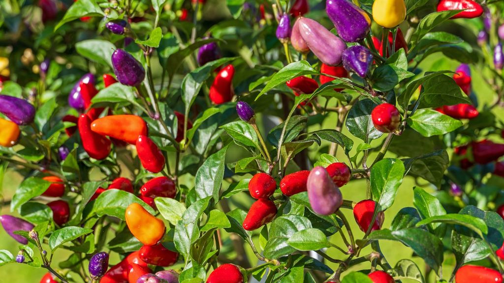 Multi colored peppers