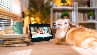 Young girl checking in with her chihuahua via tablet