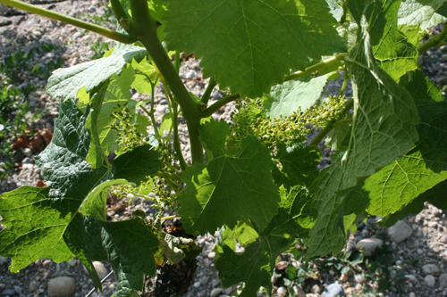 Lafite flowering 2012