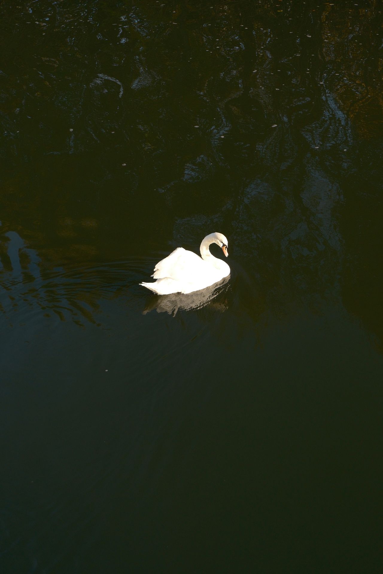 A photo of a swan taken on a Fujifilm X-M5 camera