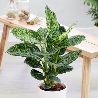 Dieffenbachia in an apartment