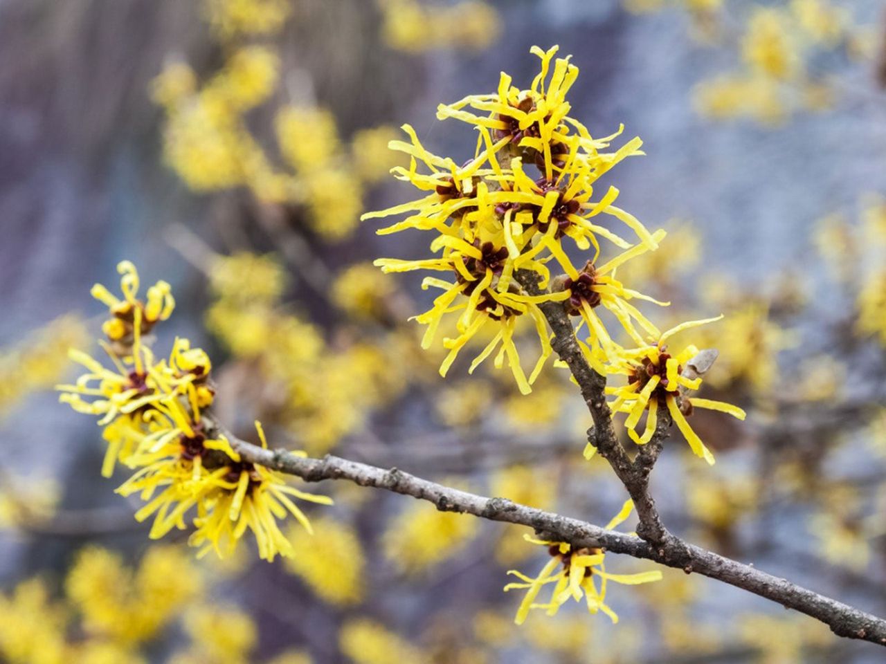 Yellow Chinese Witch Hazel