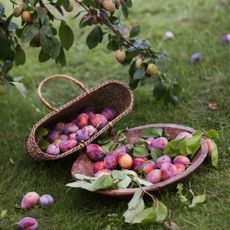 Plums on tree and in basket
