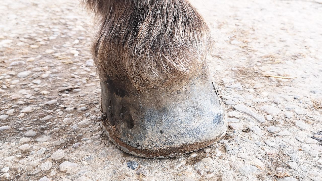 Before applying Carr &amp; Day &amp; Martin Cornucrescine tea tree hoof oil