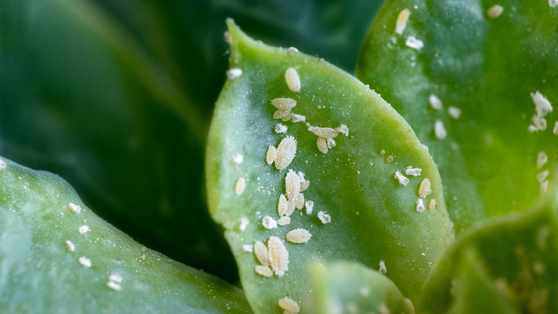 mealybugs on leaf