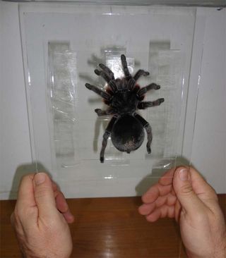 Fernando Pérez-Miles, of the University of the Republic in Uruguay, and his team tested out tarantulas' superhero abilities on vertical glass slides. The team shook the slides to see if the hairy spiders would extrude silk from their feet to stop themselv