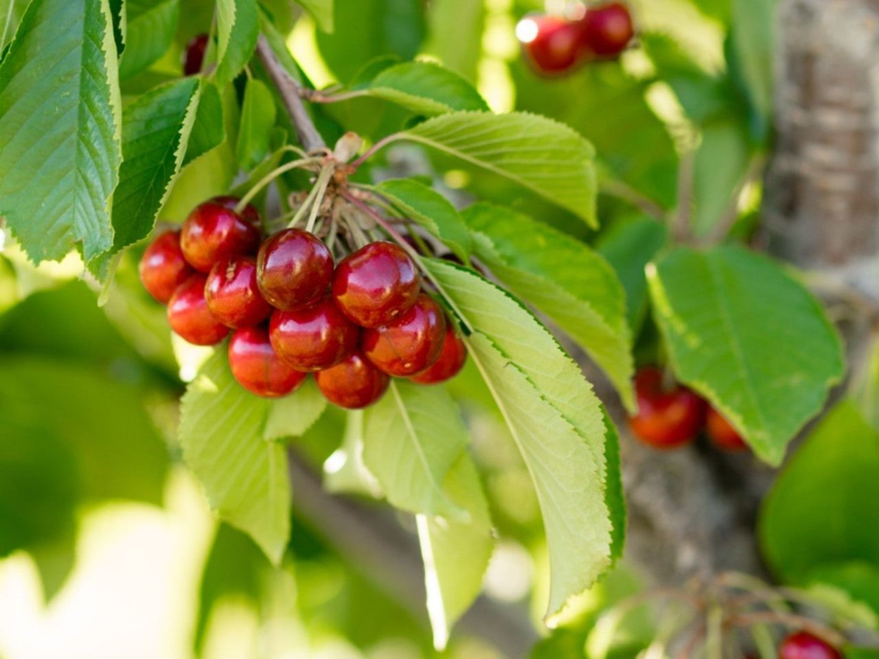 A Plant With Red Fruits