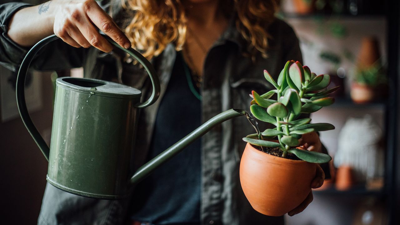 Woman watering pot of succulents