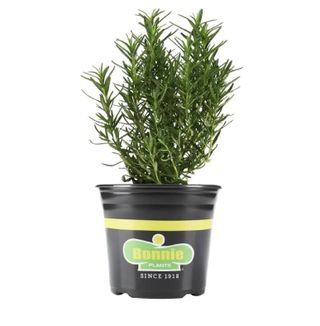 A rosemary plant in black pot
