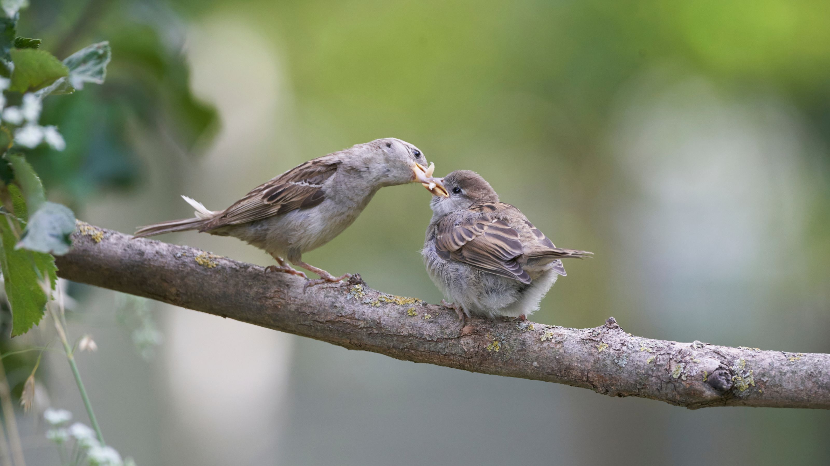 House sparrow feeding chick