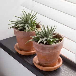 Aloe vera plants on black shelf
