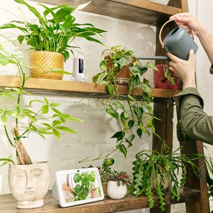 Amazon Alexa Plant Whisperer