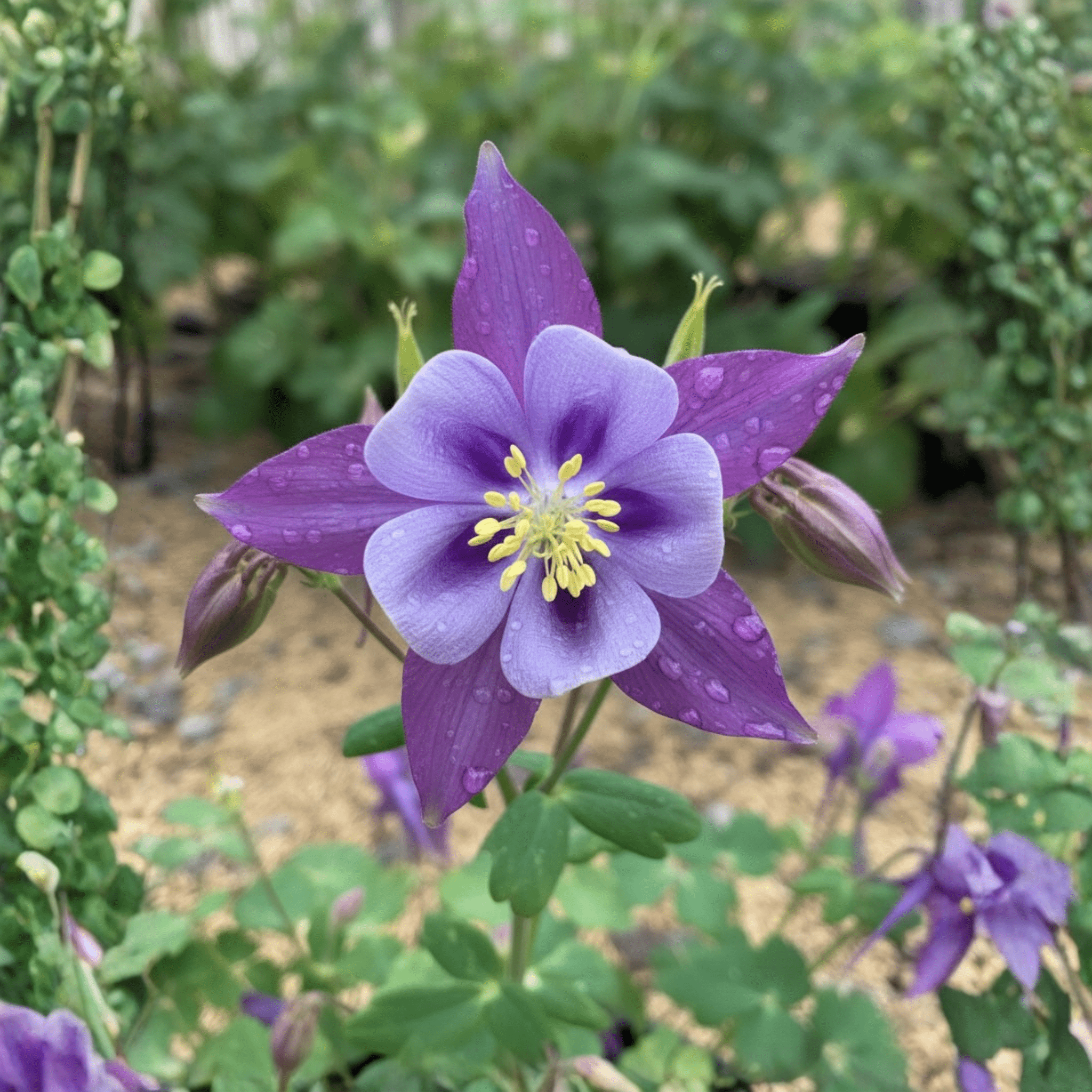 Earlybird&amp;trade; Purple Blue Columbine