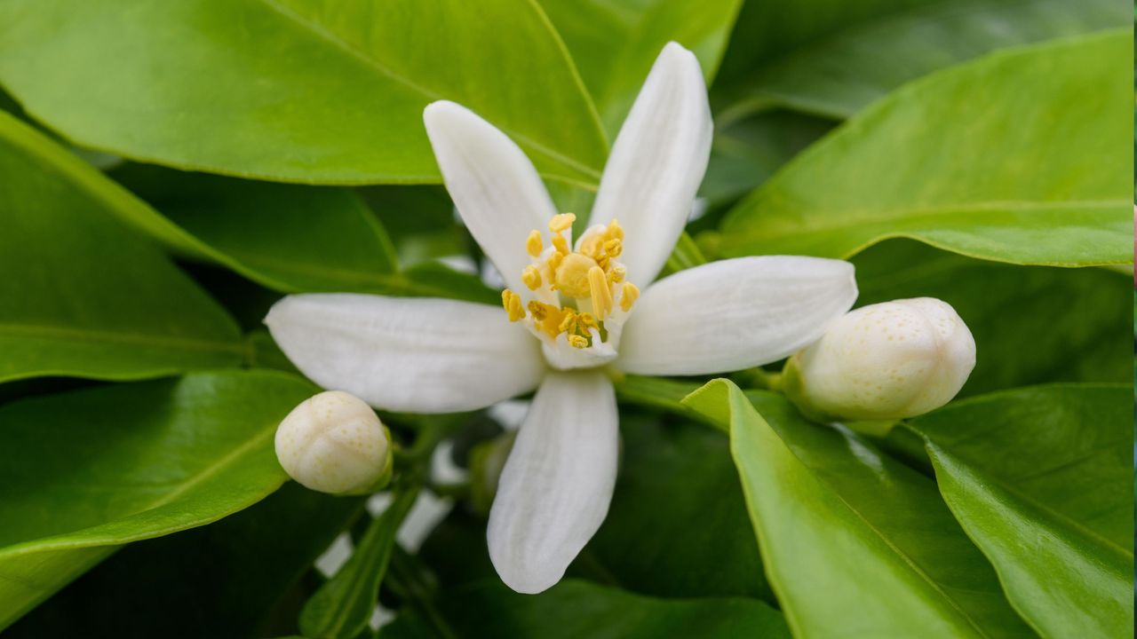 a white flower on a lemon tree with some small buds