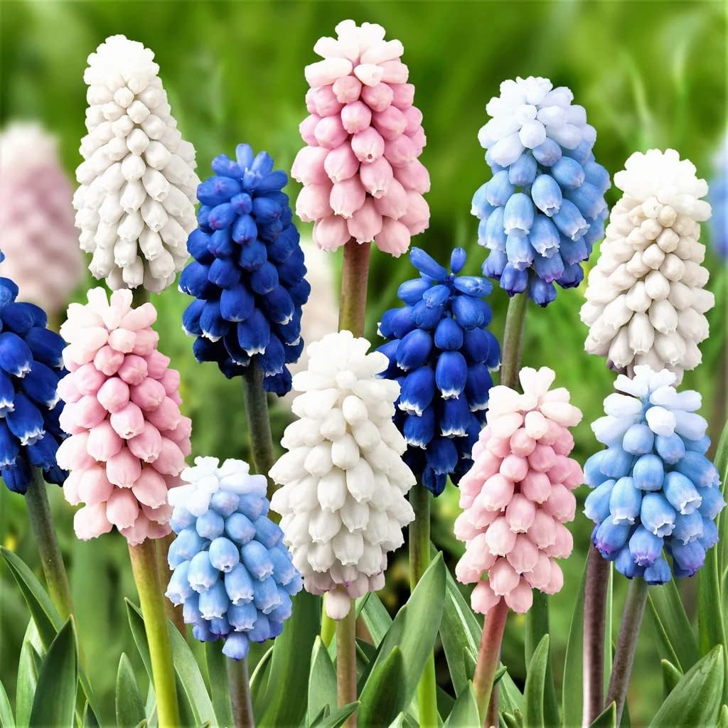 Easy to Grow Grape Hyacinth Muscari &#039;skylight Mix&#039; Plant Bulbs (30 Pack) - Mixed Blue, Pink &amp;amp; White Flowering Blooms in Spring Gardens