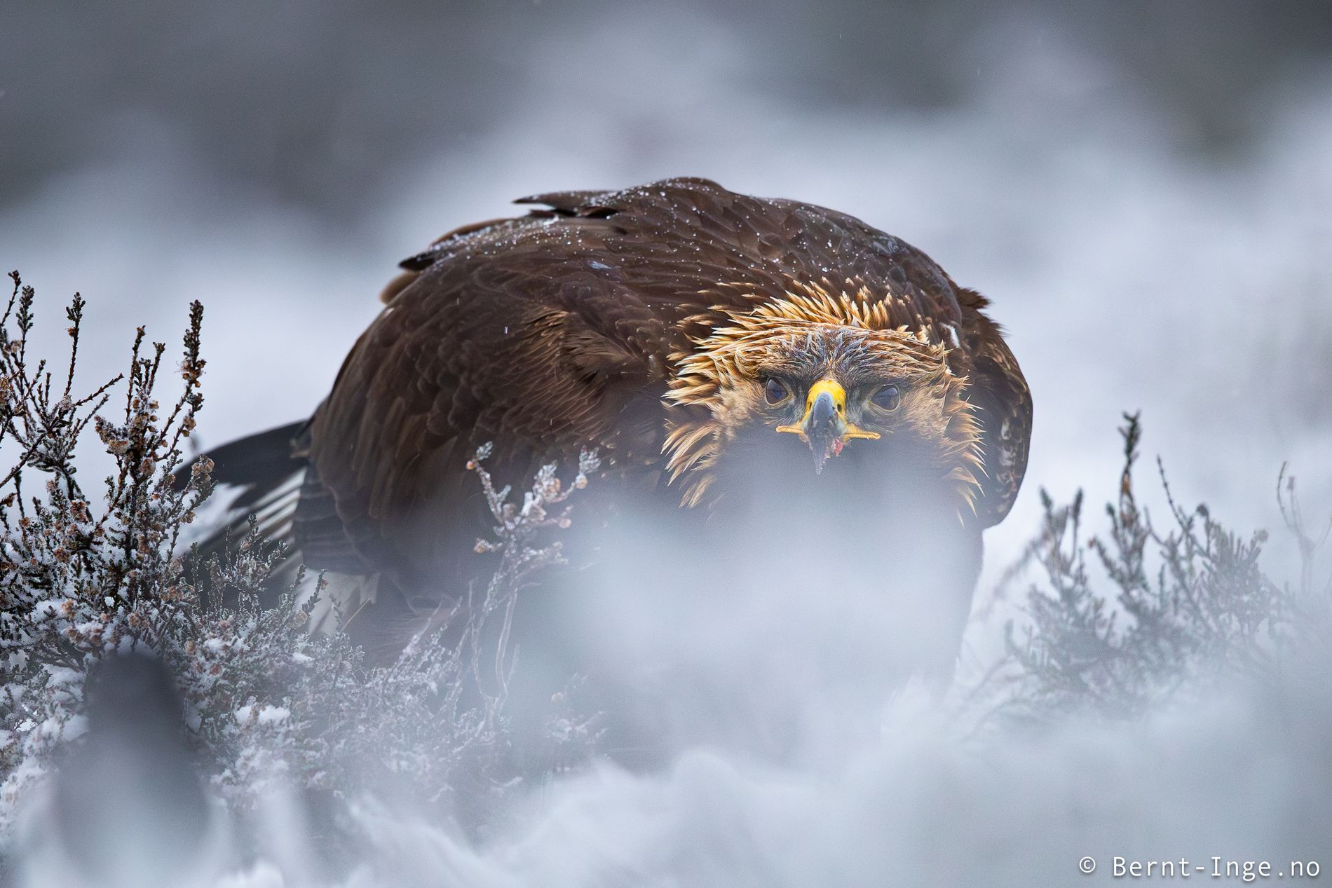 GuruShots - Nature March 2026