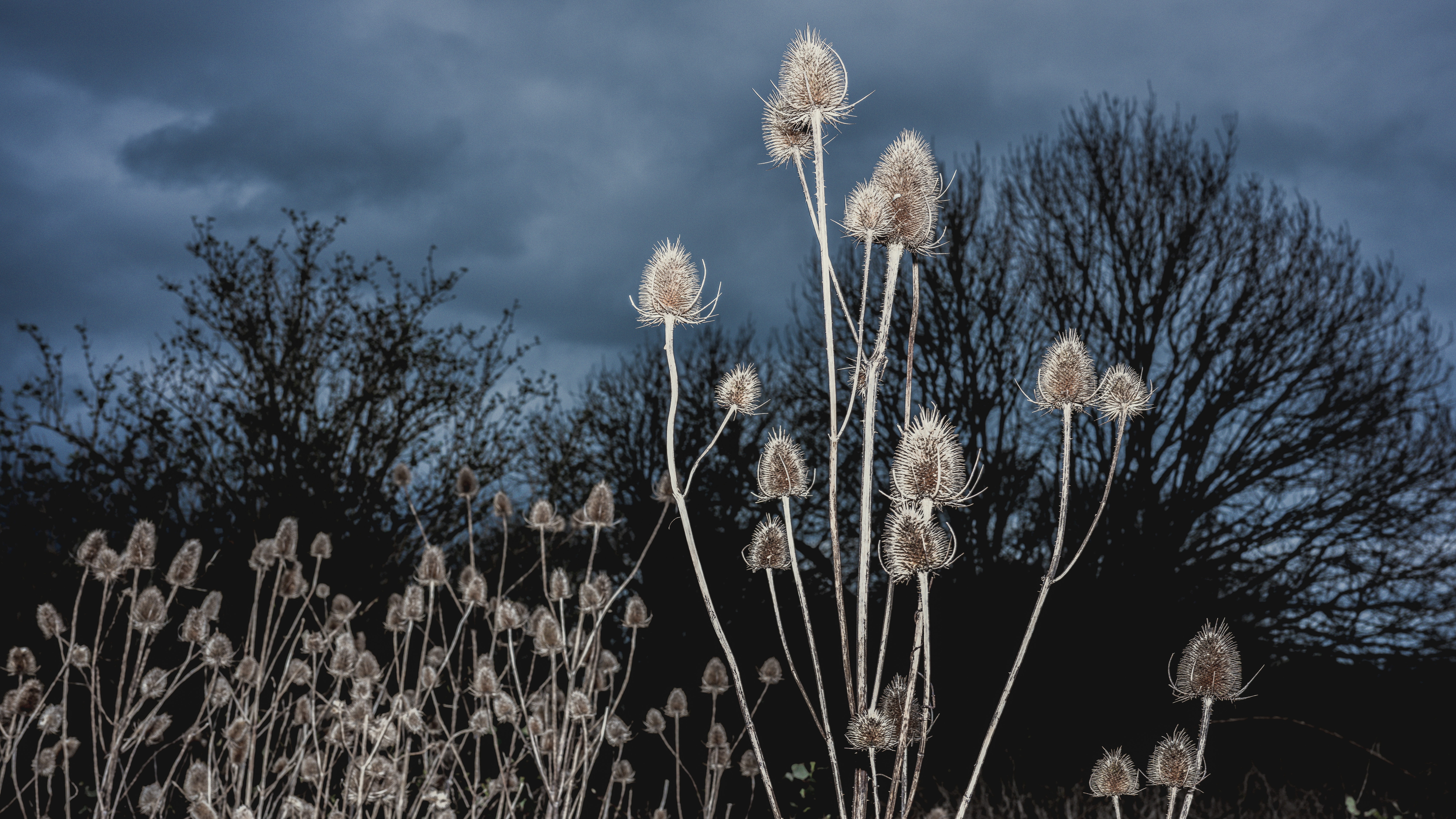 Teasels shot with flash against a dark moody sky