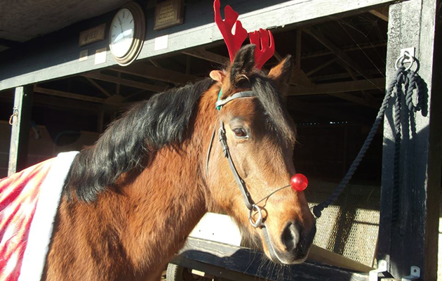 Rider xmas traditions - web feature