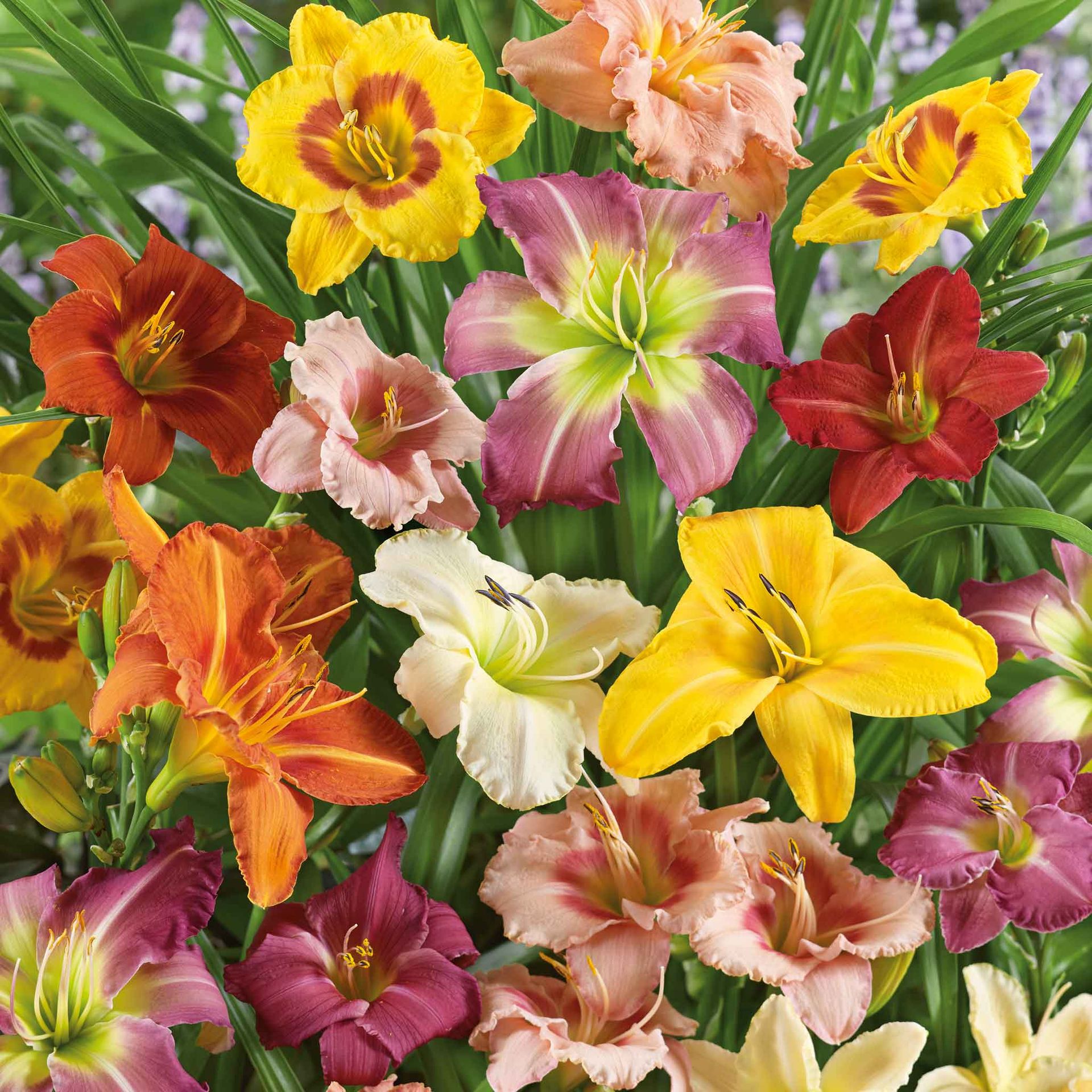 Daylily Roots - Mixed