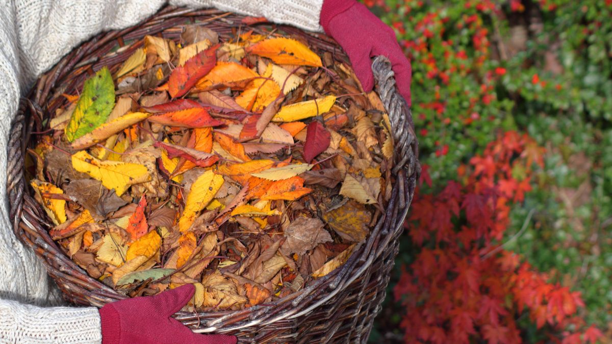 Female gardener carries ornamental cherry tree leaves (prunus) gathered from English garden lawn in a basket with the intention of making leaf mulch