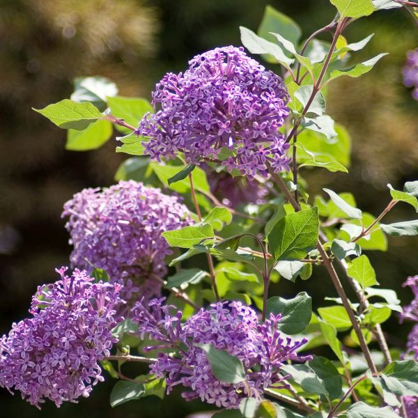 Bloomerang&amp;reg; Dark Purple Lilac - #1 Container