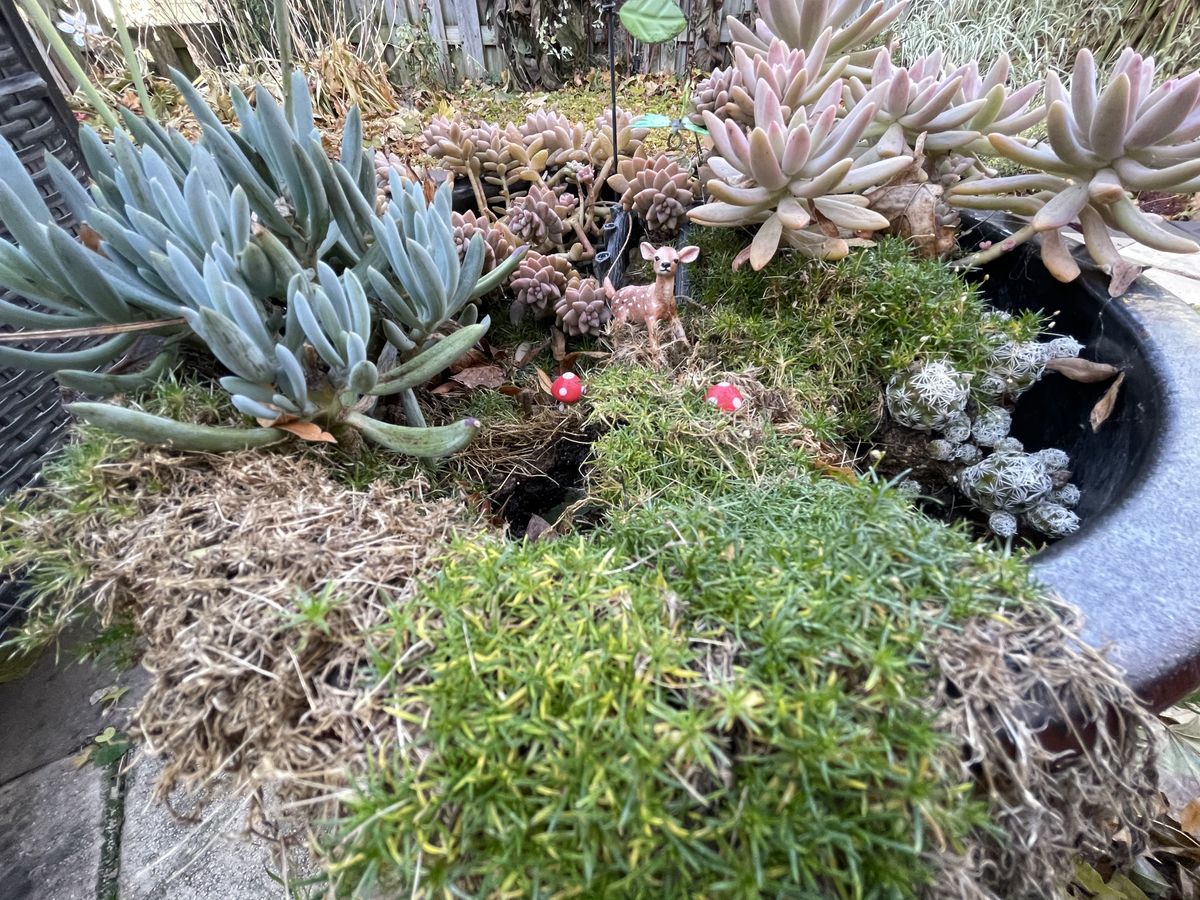 iPhone 12 vs. iPhone 11 - iPhone 12 camera samples