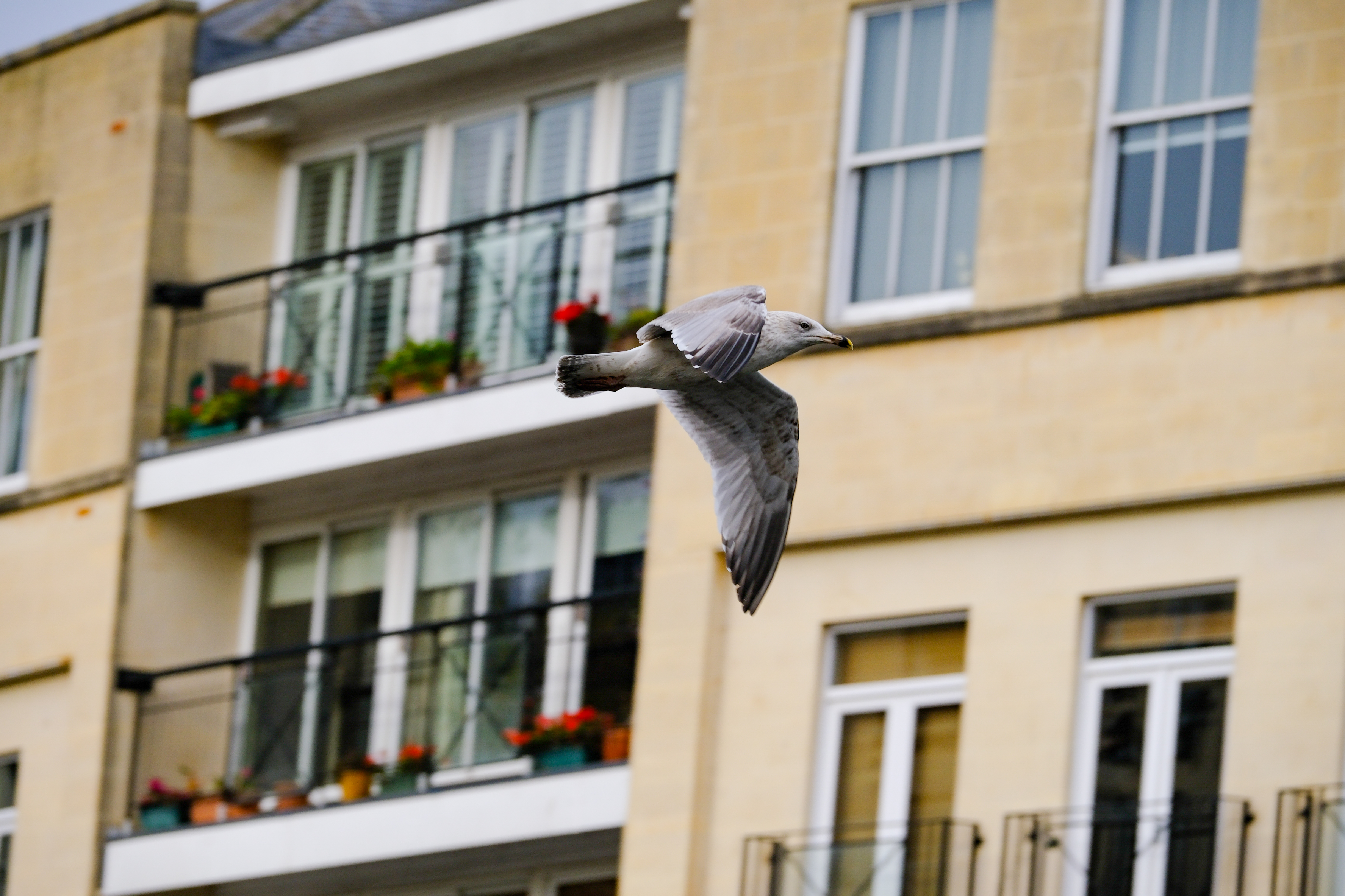 A photo of a seagull in flight, taken on the Fujifilm X-T30 III in high speed 20fps drive mode.