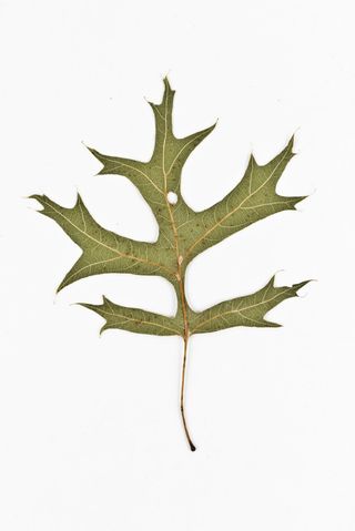 Pin Oak back - Quercus palustris
