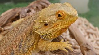 Bearded dragon