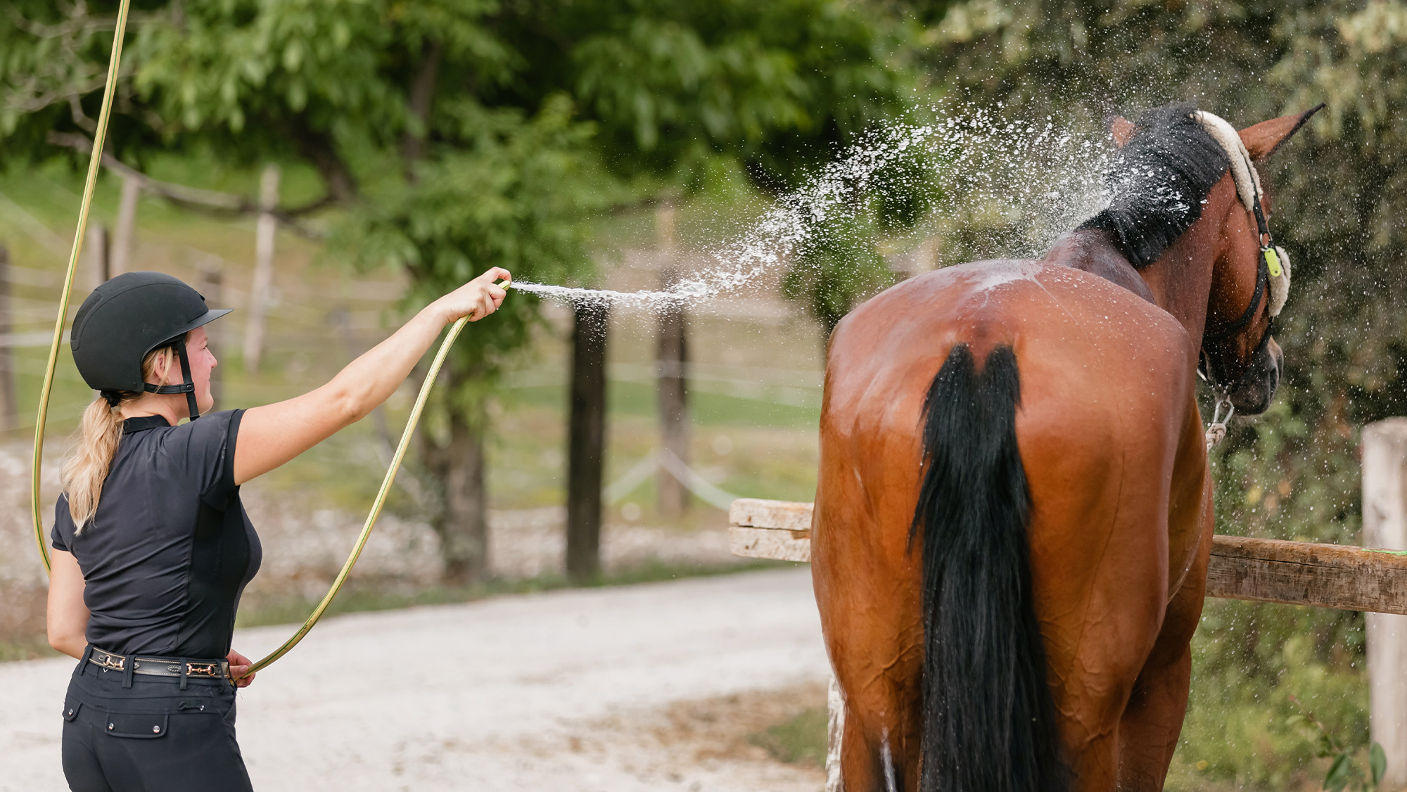 Woman spraying horse with water from hosepipe