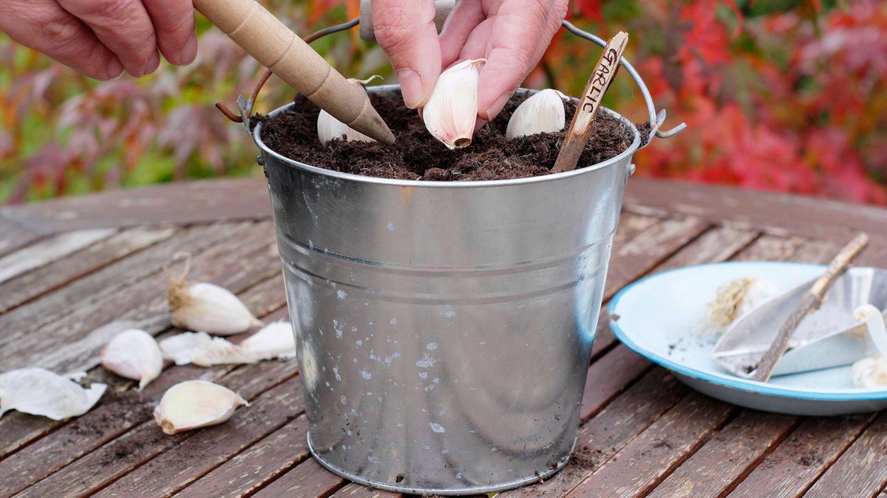 planting garlic cloves in a metal pot using a dibber