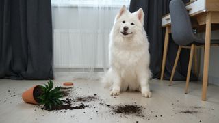 Guilty dog on the floor next to an overturned pot plant