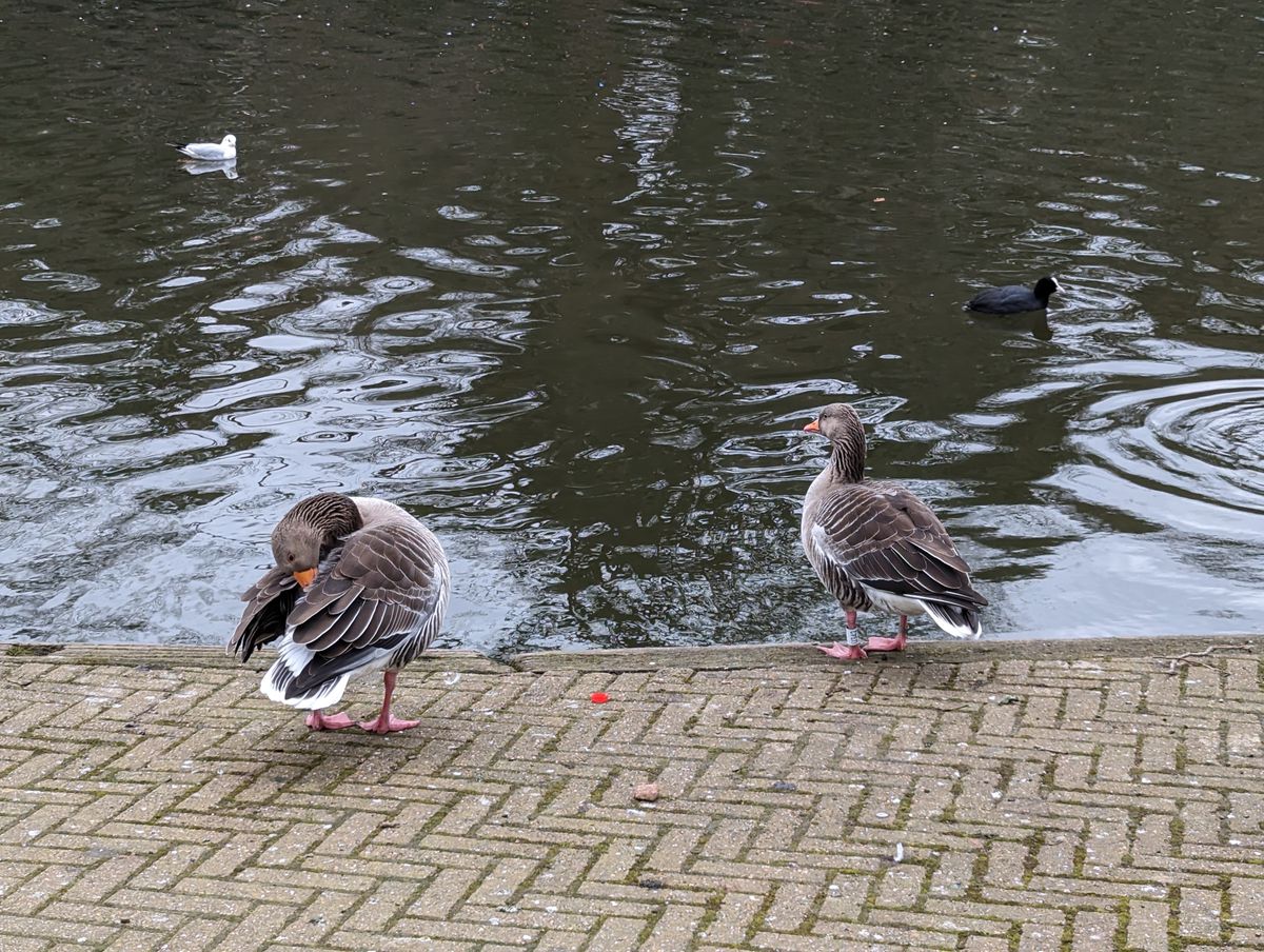 Google Pixel 7 Pro sample images