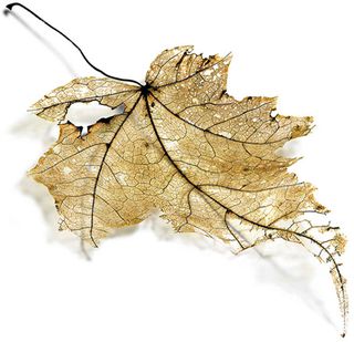 Dying leaf