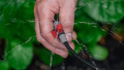 Drip hose and sprinkler in hands on a garden bed