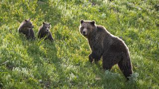 Brown bear and two cubs at Yellowstone National Park