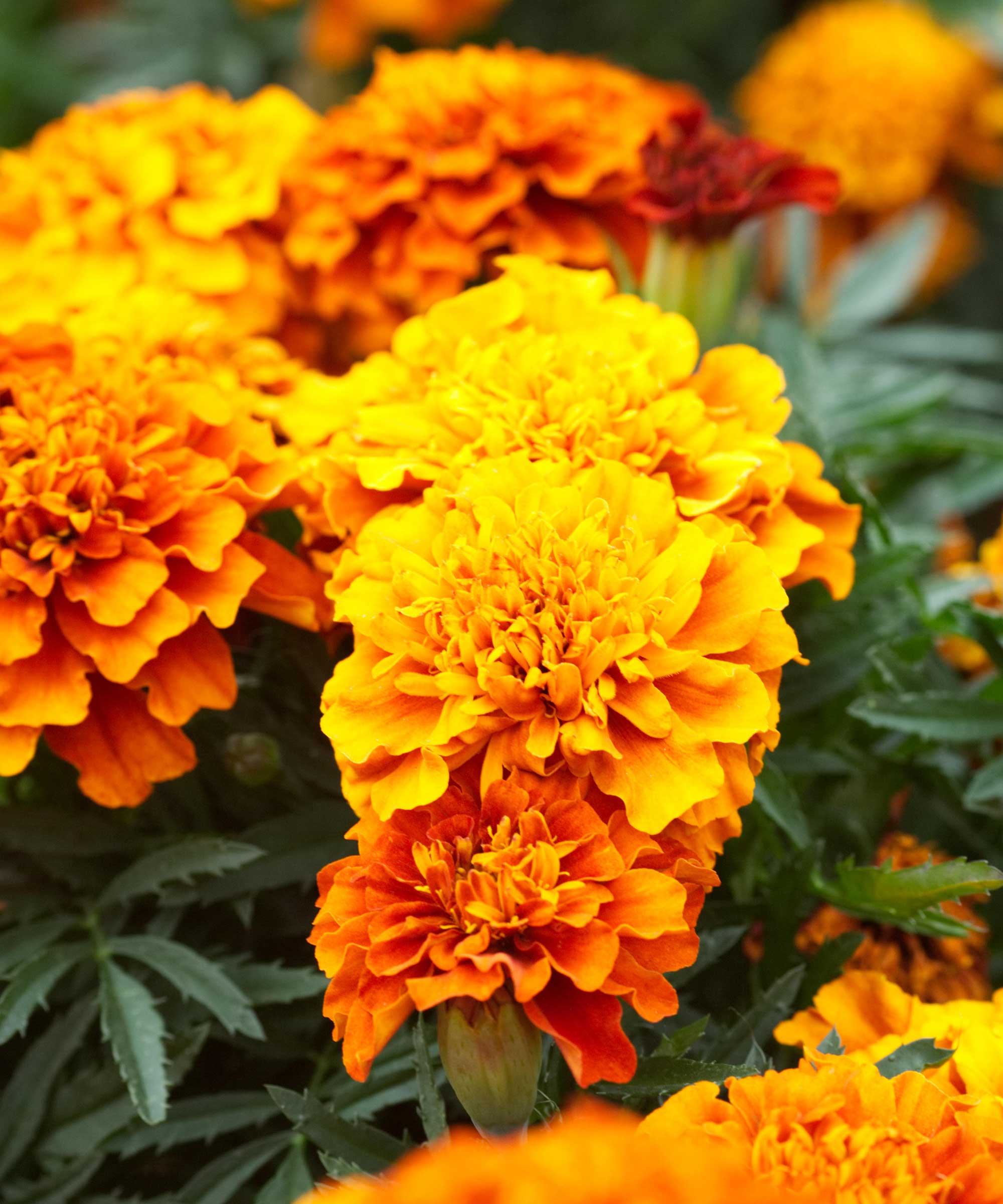 French marigold flowers