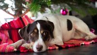 Dog laid underneath a Christmas tree