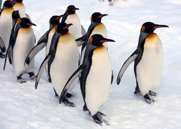 A group of penguins