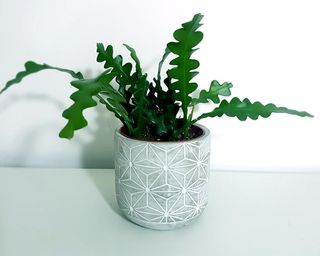 fishbone cactus in white ceramic plant pot
