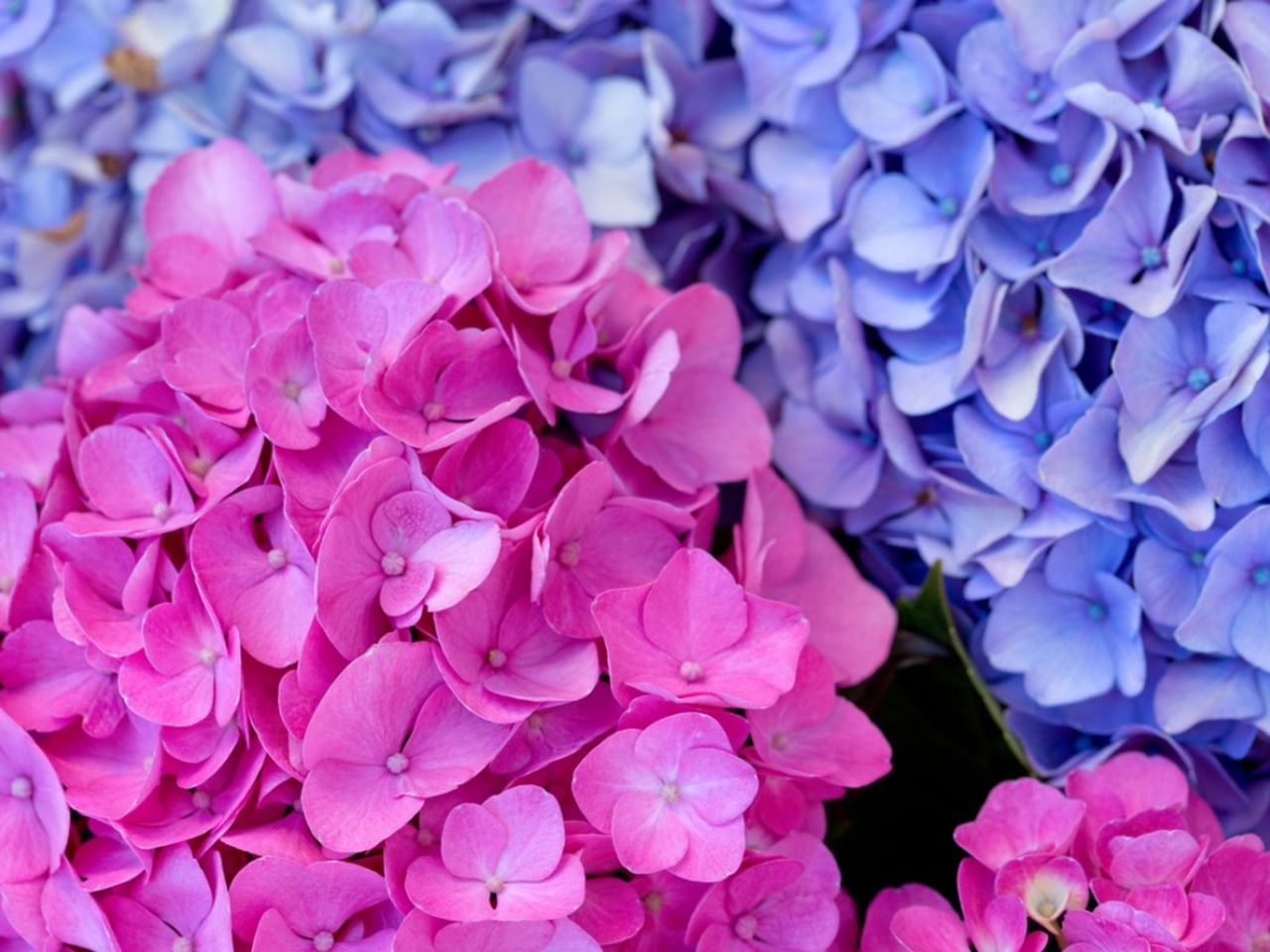 Colorful Flowers